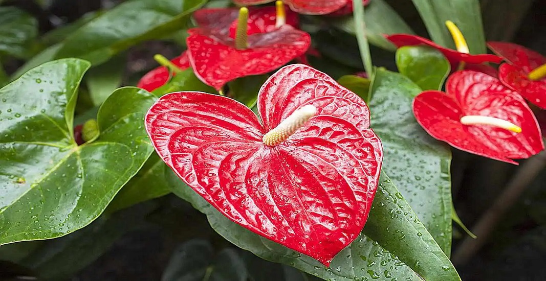 گل آنتوریوم یکی از بهترین گلهای خانگی برای فصل بهار
