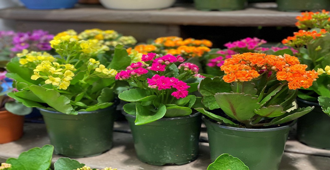 گل کالانکوئه یکی از بهترین گلهای خانگی برای فصل بهار