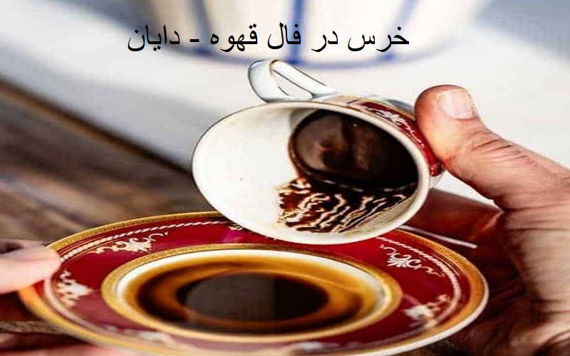 خرس در فال قهوه