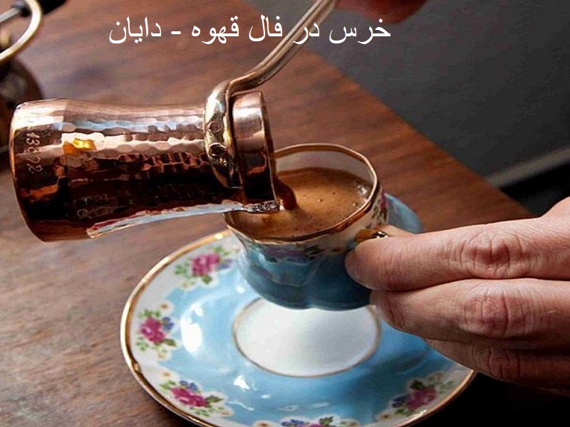 خرس در فال قهوه