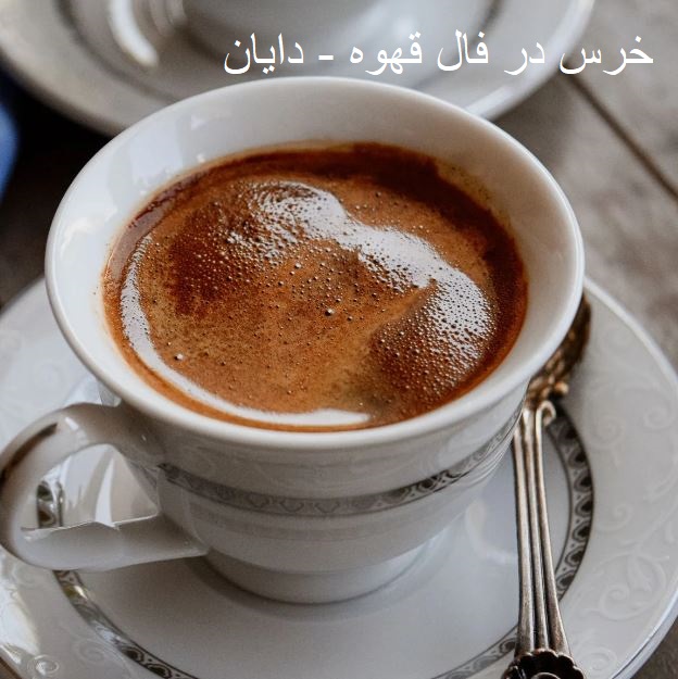 خرس در فال قهوه