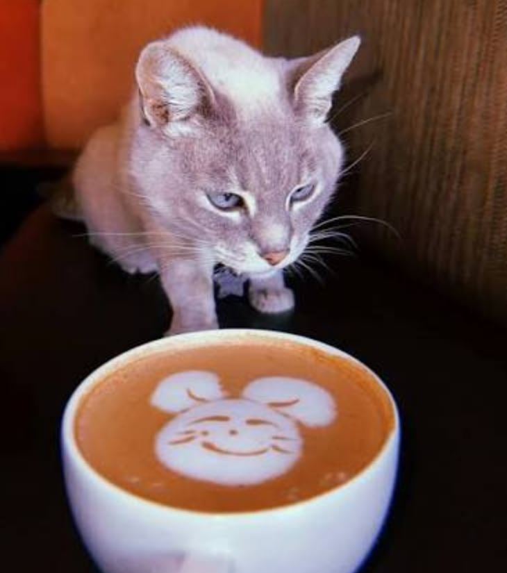 گربه در فال قهوه