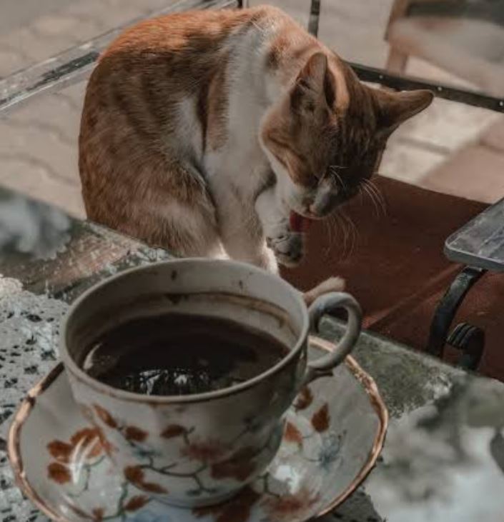 گربه در فال قهوه