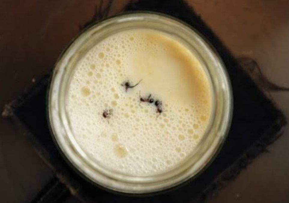 مورچه در فال قهوه در نعلبکی