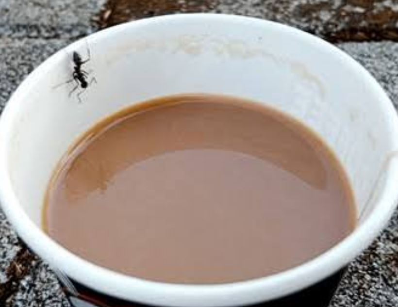 مورچه در فال قهوه در ته فنجان