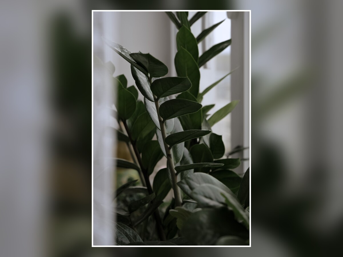شرایط لازم برای گلدهی گیاه زاموفیلیا
