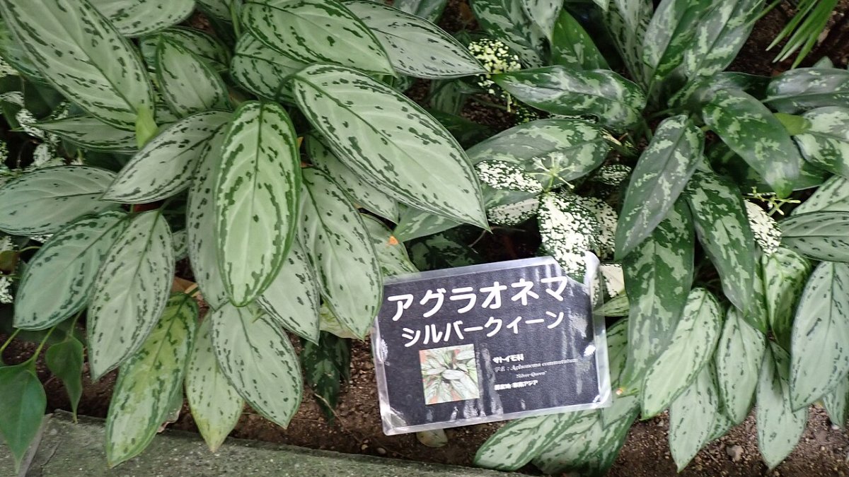 آگلونما ملکه نقره‌ای (Silver Queen)