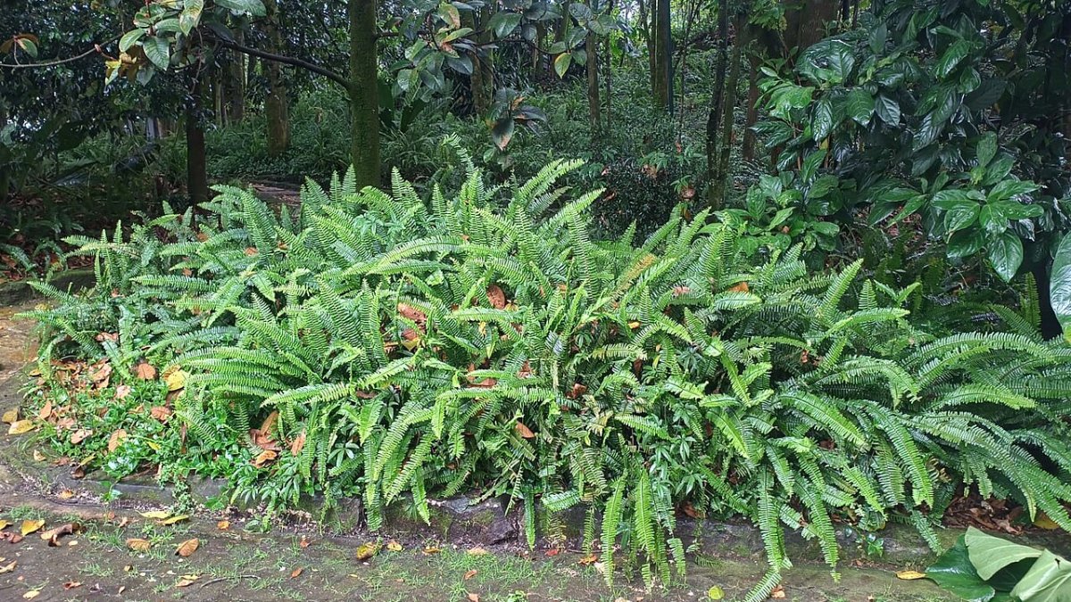 سرخس بوستونی (Sword fern)