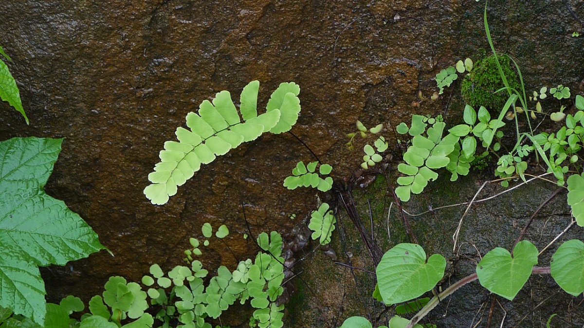 پرسیاوش (Adiantum)، سرخس سایه‌دوست