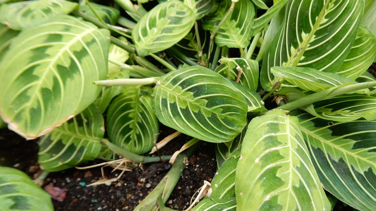 مارانتا لوکونورا (گیاه دعا)