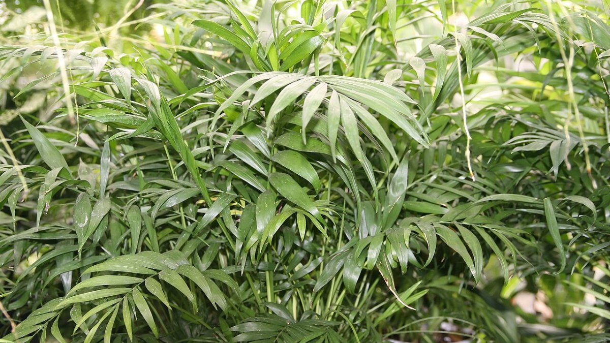 نخل پارلر (Chamaedorea elegans) در نور کم
