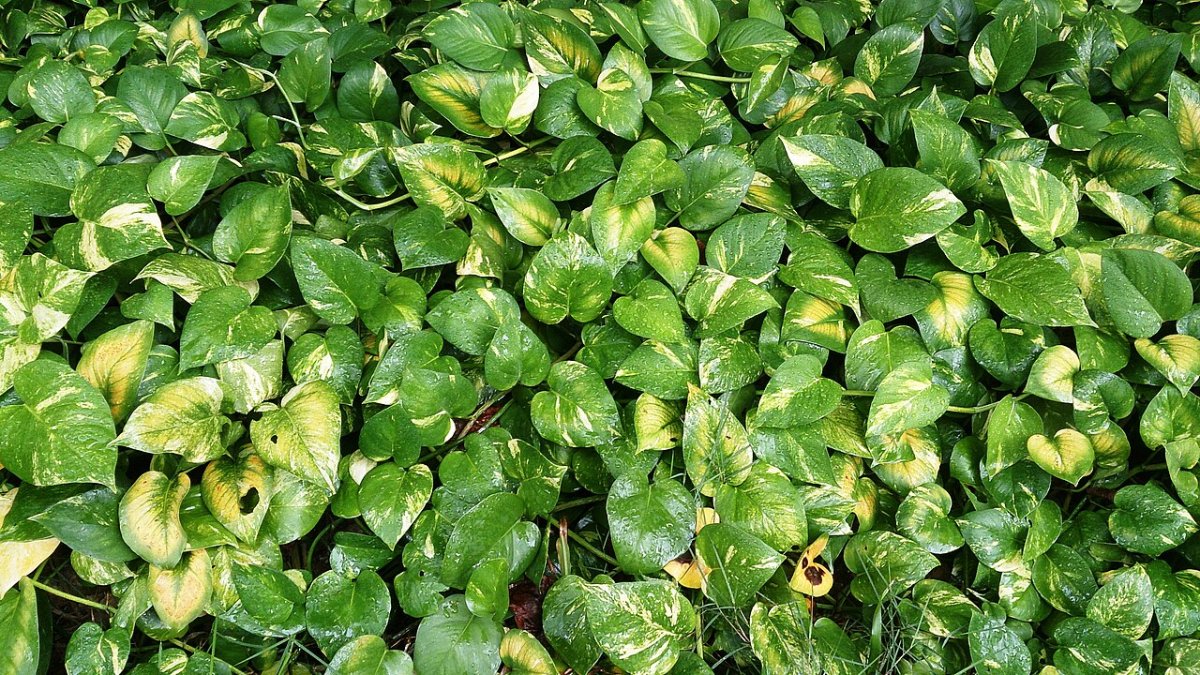 پوتوس (Epipremnum aureum)