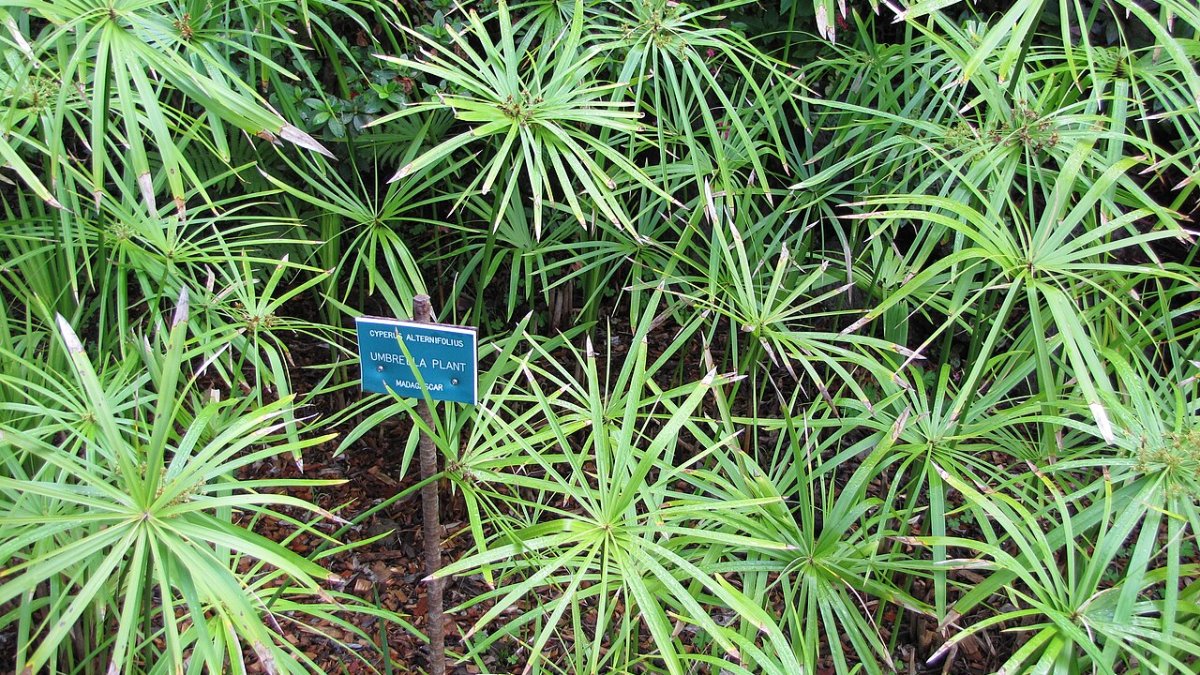 چتر پاپیروس (Cyperus involucratus)