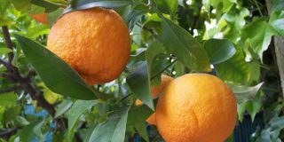 تعبیر خواب نارنج در خواب چیست؟