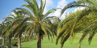 تعبیر خواب درخت نخل