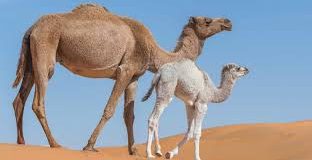 تعبیر خواب شتر