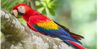 تعبیر خواب طوطی