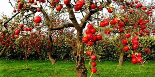 خواص میوه های قرمز