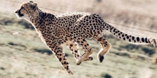 تعبیر خواب یوزپلنگ