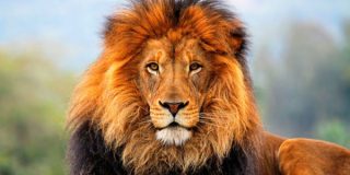 تعبیر خواب شیر