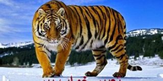 تعبیر خواب ببر