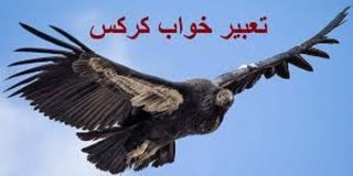 تعبیر خواب کرکس
