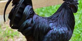 تعبیر خواب مرغ سیاه