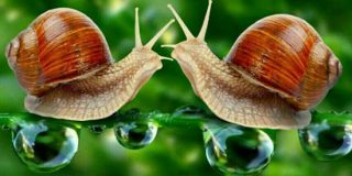 تعبیر خواب حلزون