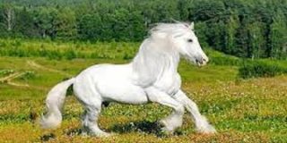 تعبیر خواب اسب سفید