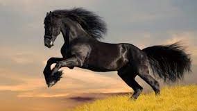 تعبیر خواب اسب سیاه