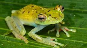 تعبیر خواب قورباغه