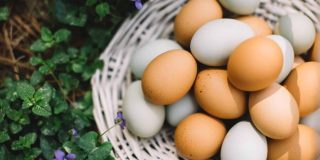 تعبیر خواب تخم مرغ