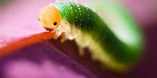 تعبیر خواب کرم