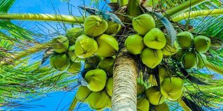 تعبیر خواب درخت نارگیل