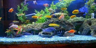 تعبیر خواب آکواریوم